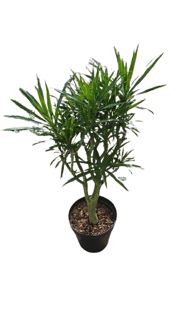 Dracaena Angazi 30cm