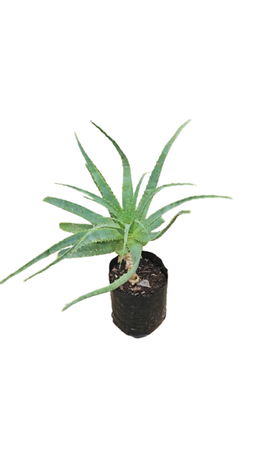 Kranz Aloe 10L
