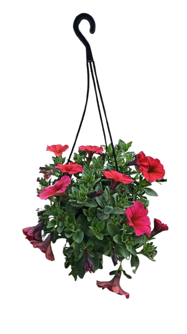 Petunia beautical 'Cinnamon' 20cm H/B