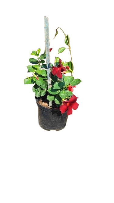 Dipladenia Diamante Granate 17cm