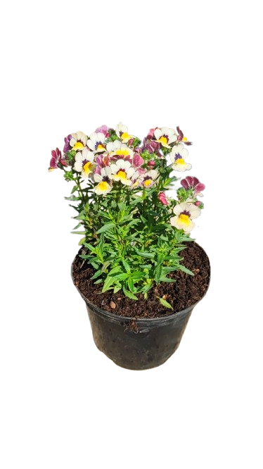 Nemesia Banana Berry 15cm