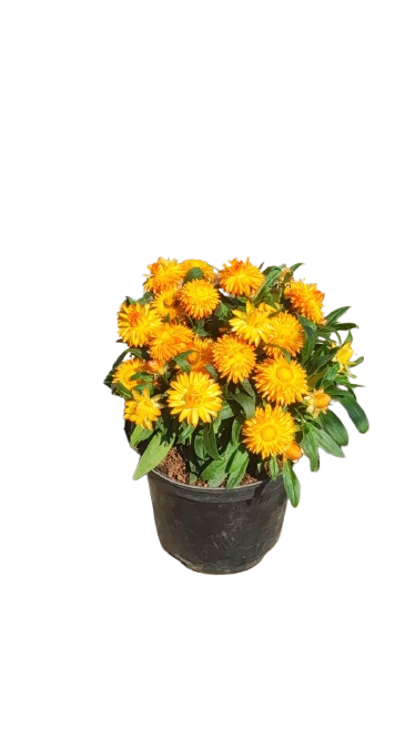 Bracteantha Mohave Yellow 21cm