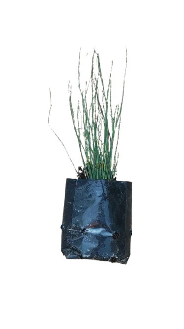 Chondropetallum Tectorum 4L