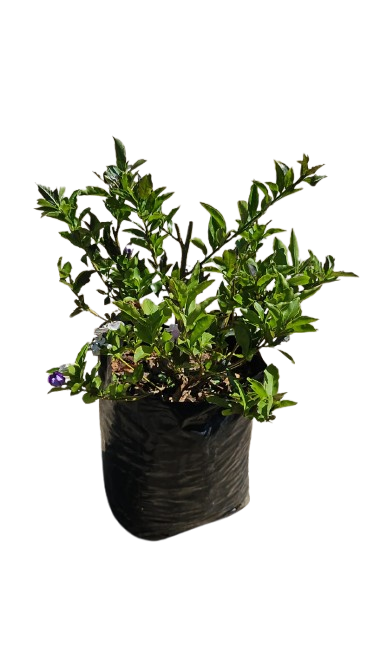 Brunfelsia (YTT) 10lt