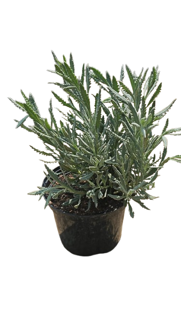 Lavender Angustifolia 17cm