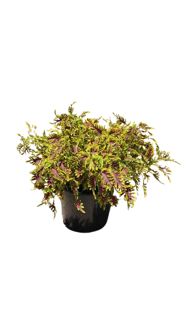 Coleus Various 17cm