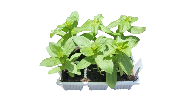 Zinnia 6 pack seedling tray