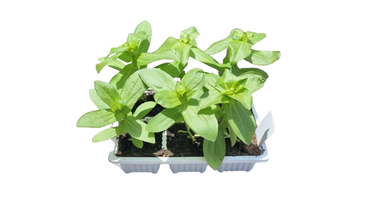 Zinnia 6 pack seedling tray