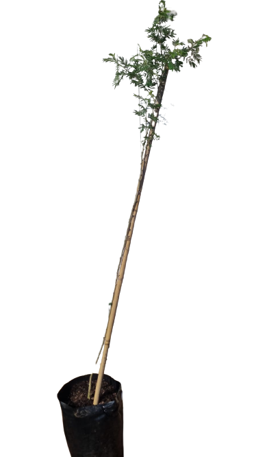 Acacia Siebereana (Vachellia Sieberiana) 20L