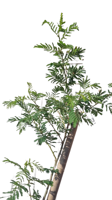 Acacia Siebereana (Vachellia Sieberiana) 20L