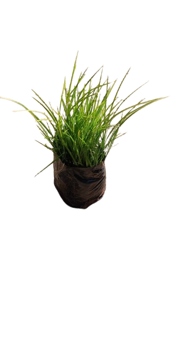 Acorus Gold Various Sizes