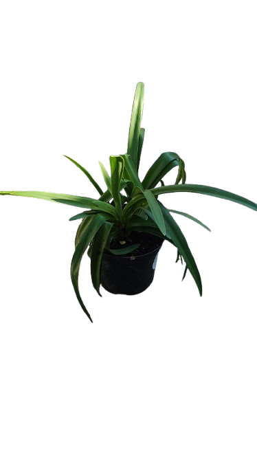 Agapanthus Black Jack 19cm