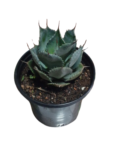 Agave Confederate Rose 17cm