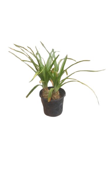 Albuca Batteniana 17cm Pot