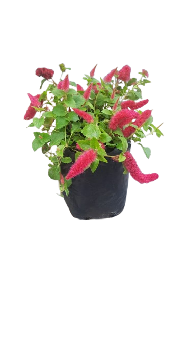 Acalypha Firetail 3L