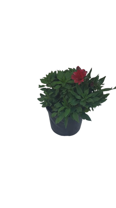 Alstromeria Red 17cm
