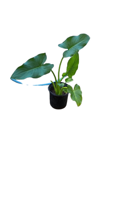 Arum Lily 15cm