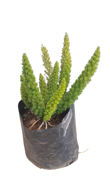 Asparagus Meyers 10L