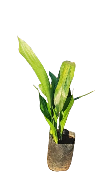 Aspidistra Elatior 10L