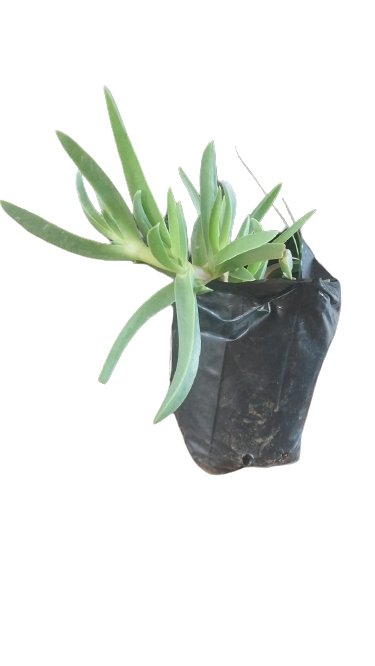 Carpobrotus 3L