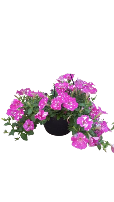 Petunia 20cm Various