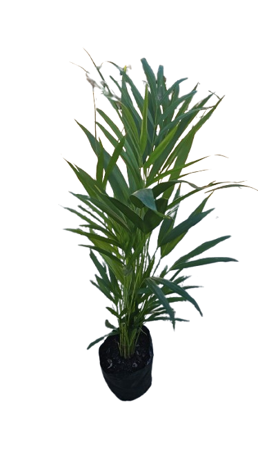 Bamboo Palm 5L