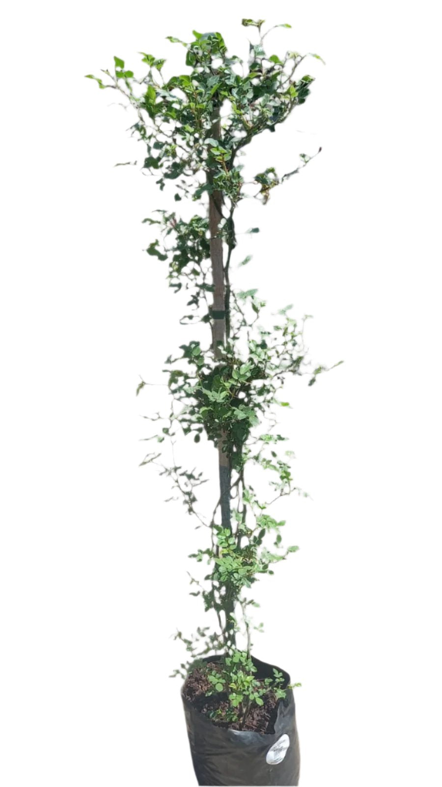 Rosa Banksia Mix 10L