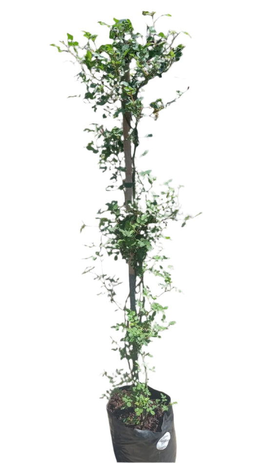 Rosa Banksia Mix 10L