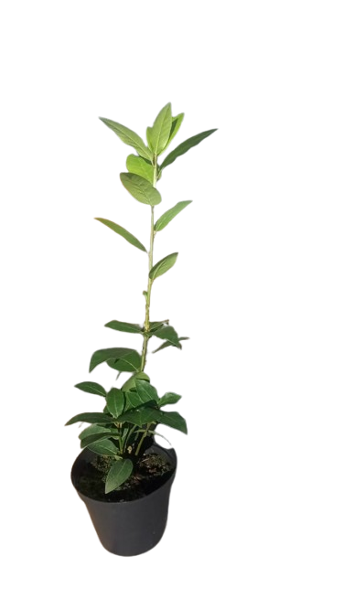 Bayleaf 12cm
