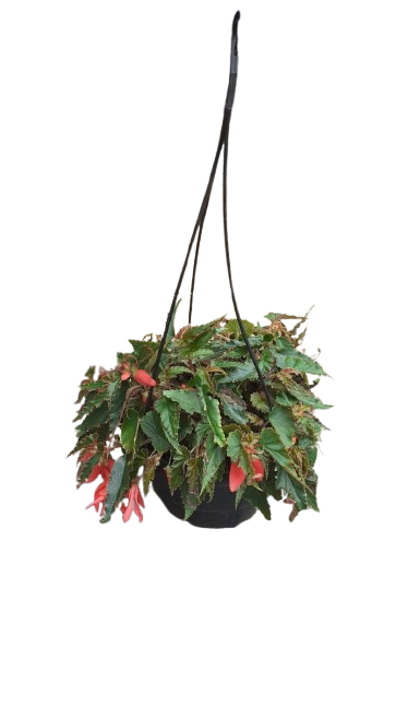 Begonia Bossa Nova 20cm Hanging Basket