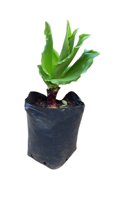 Scadoxus multiflorus 10L (Blood Lily)