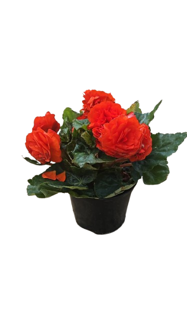 Begonia Bossa Nova 15cm