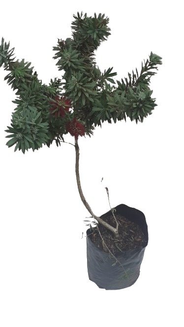 Bottlebrush Red 10L