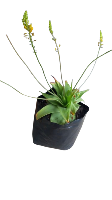 Bulbine Natalensis 4L