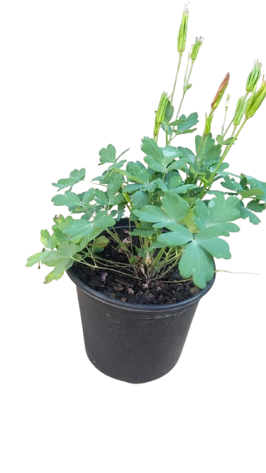 Aquilegia Earlybird Various 17cm