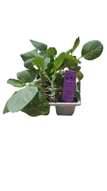 Cabbage Drumhead - 6 Pack Seedling Tray