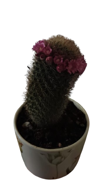 Cactus in ceramic flower pot