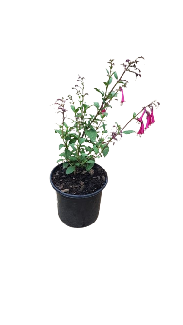 Phygelius CandyDrops Deep Rose 17cm