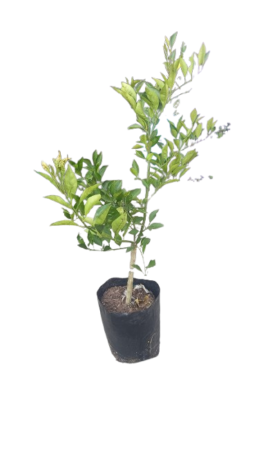 Orange Tree 20L
