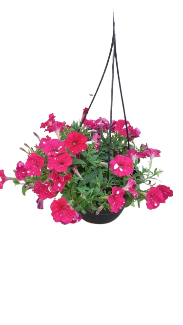Petunia 20cm Various