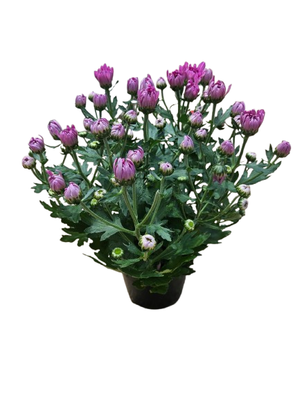 Chrysanthemums Mix - 14CM