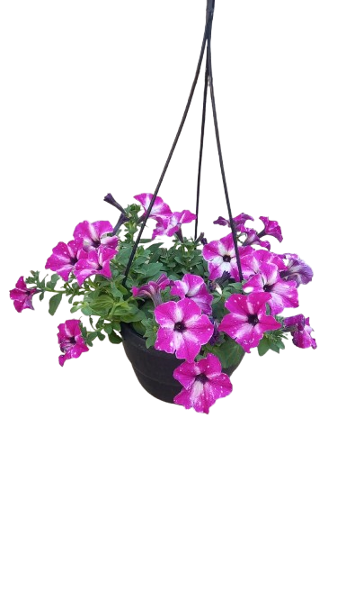Petunia 20cm Various