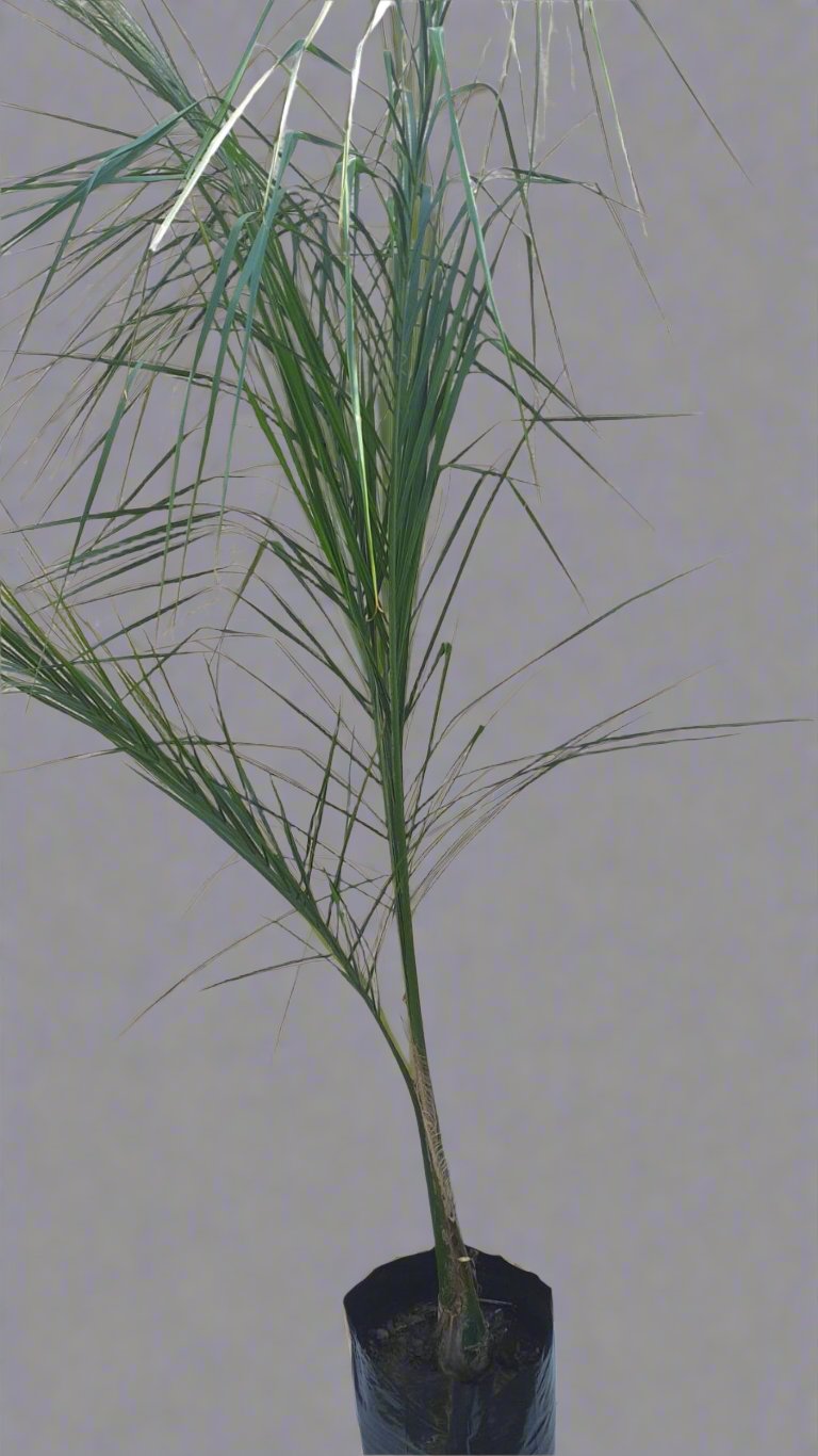 Cocos Palm 20L