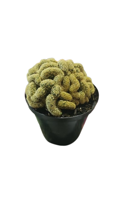 Elongata Cristata Various sizes