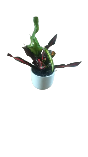 Croton Mammy In Ceramic 9cm