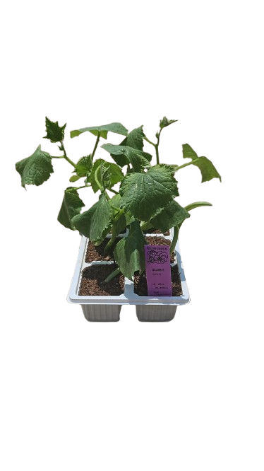 Cucumber Ashley - 6 Pack Seedling Tray