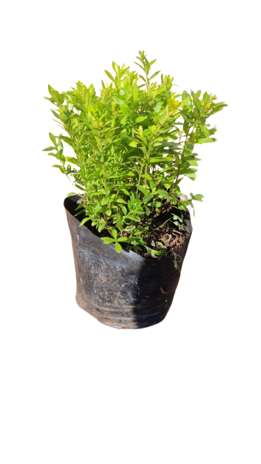 Cuphea Light Yellow 2,5L