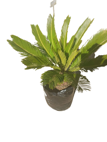 Cycas Revoluta (Sago Palm) Various Sizes