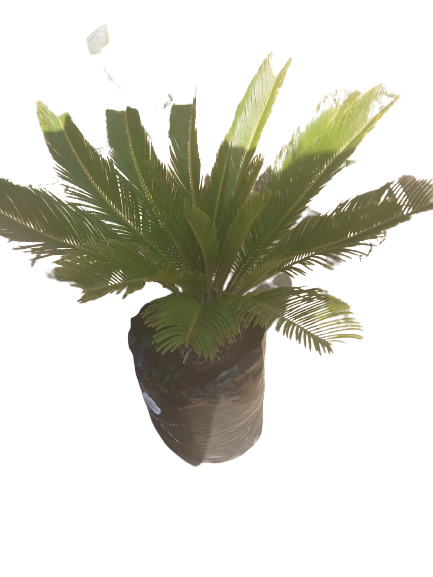 Cycas Revoluta (Sago Palm) Various Sizes