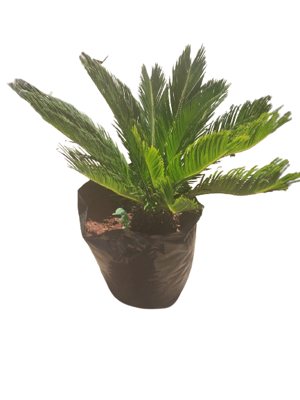 Cycas Revoluta (Sago Palm) Various Sizes
